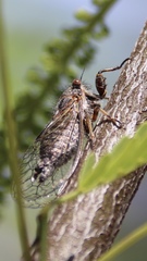 Platypedia vanduzeei