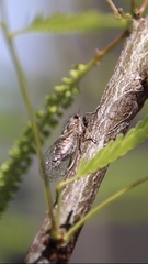 Platypedia vanduzeei