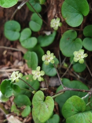 Dichondra sericea, photograph (c) lucas.mercio, some rights reserved (CC BY)