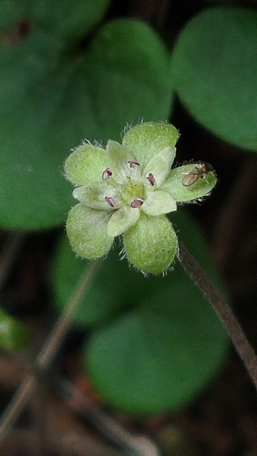 Dichondra sericea, photograph 3