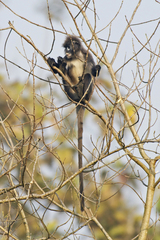 Trachypithecus phayrei