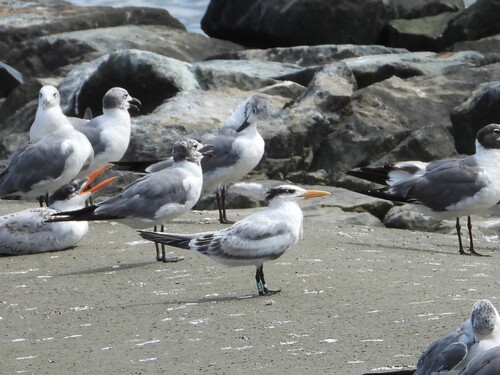 iNaturalist image