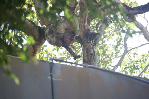 Green-barred Woodpecker