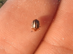 Agroiconota bivittata