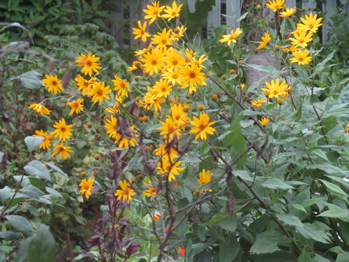 Jerusalem artichoke
