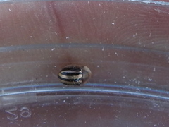 Agroiconota bivittata