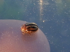 Agroiconota bivittata