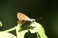 Aguna coeloides