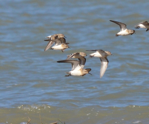 iNaturalist image