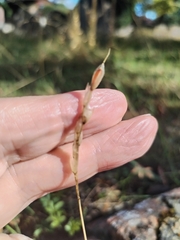 Danthonia decumbens