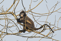 Trachypithecus phayrei