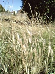Danthonia decumbens, photograph author not stated, no rights reserved