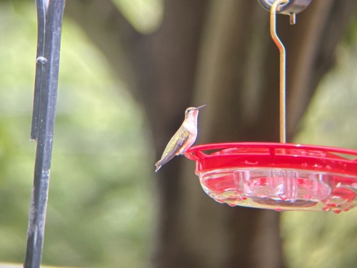 Ruby-throated Hummingbird