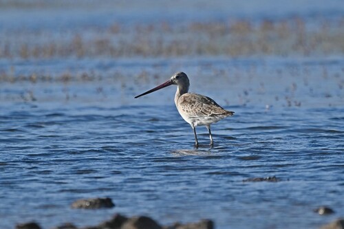 Black-tailed Godwit