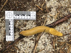 Ariolimax brachyphallus