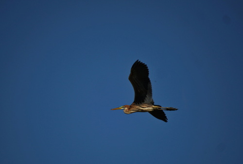 iNaturalist image
