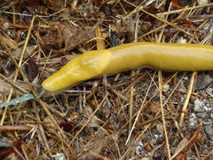 Ariolimax brachyphallus