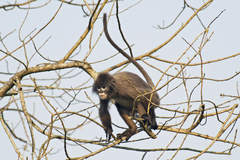 Trachypithecus phayrei
