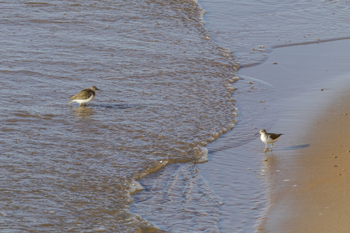 iNaturalist image