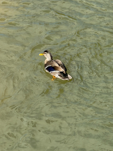 iNaturalist: (c) Gabriel Fisher-Navarro, some rights reserved (CC BY-NC), uploaded by Gabriel Fisher-Navarro iNaturalist image