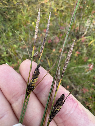 Carex nigra, 2026-09-02