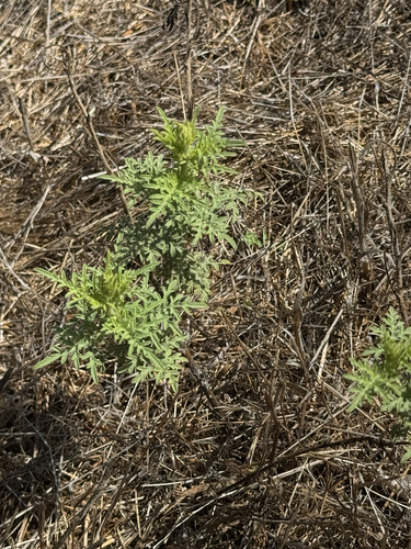 slimleaf bursage
