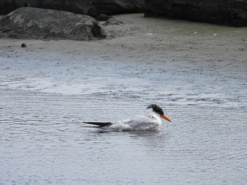 iNaturalist image