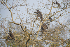Trachypithecus phayrei