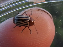 Cryptocephalus confluentus