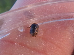 Clastoptera xanthocephala