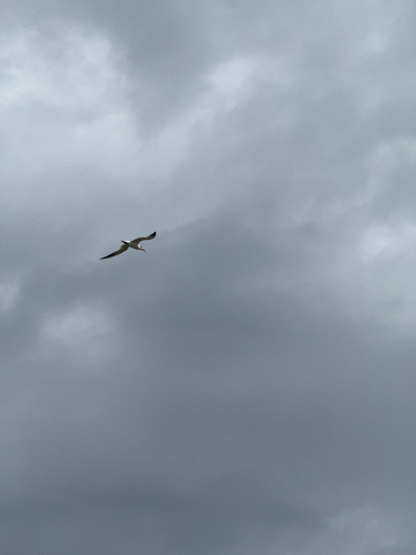 iNaturalist image