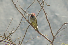 Colaptes atricollis