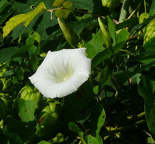 hedge bindweed