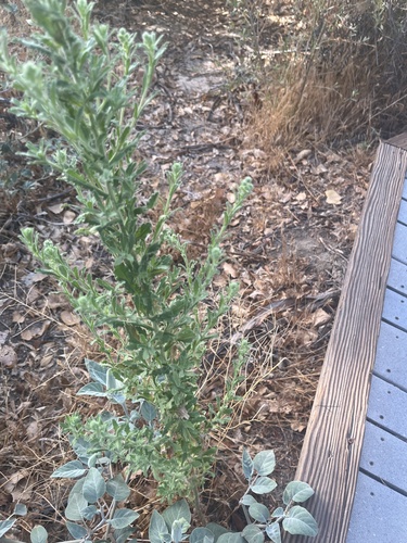 Coulter's horseweed