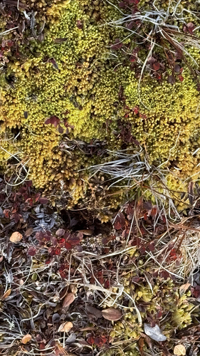 Aulacomnium turgidum observed 2026-09-09