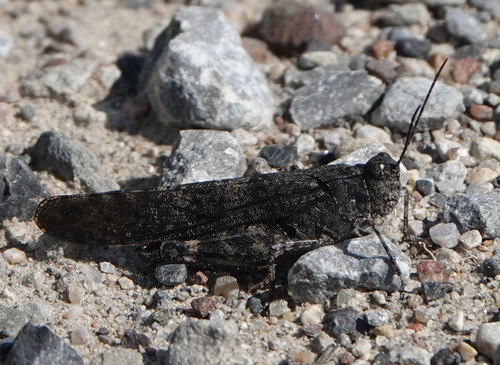 Speckle-winged Rangeland Grasshopper