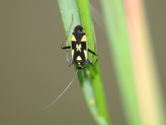 Grypocoris stysi