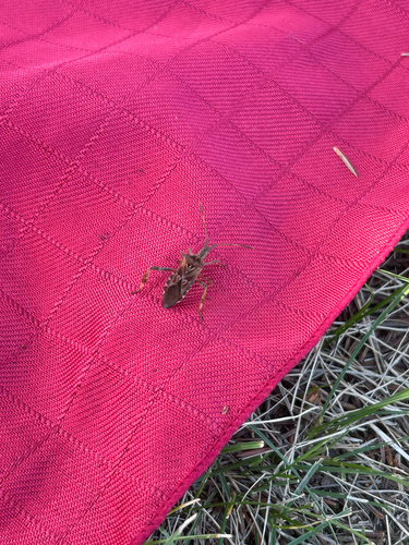Western Conifer Seed Bug