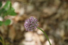 Allium decipiens quercetorum