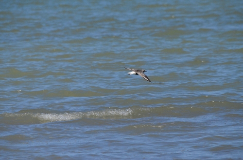 iNaturalist image
