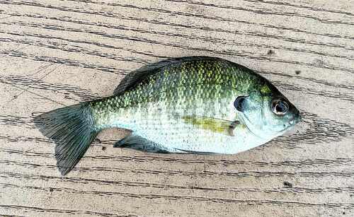 Bluegill