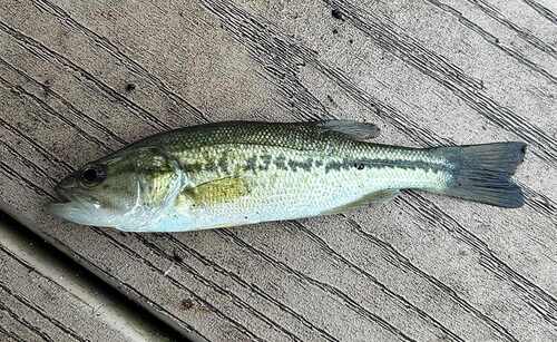 Largemouth Bass
