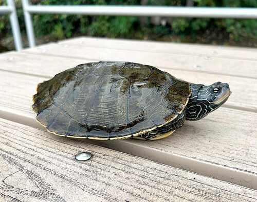 Northern Map Turtle