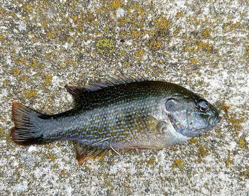 Green Sunfish