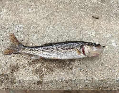 Creek Chub