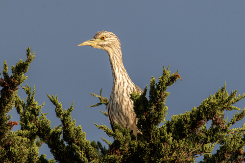 iNaturalist image
