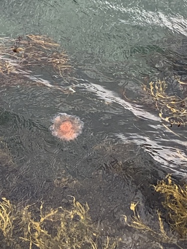Lion's Mane Jelly