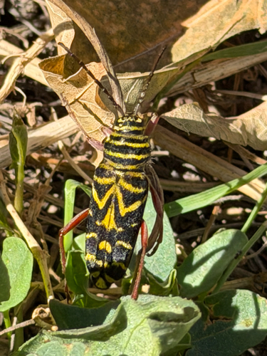 Locust Borer