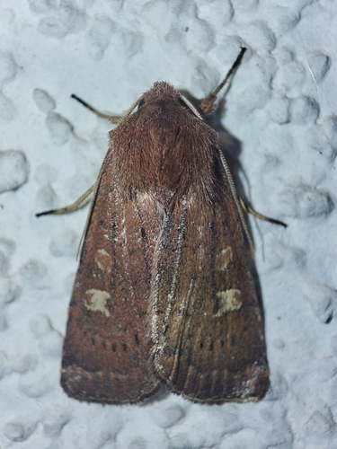 Square-spot Rustic