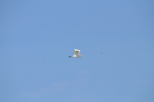 iNaturalist image